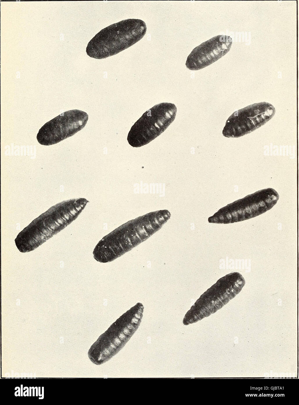 Experiments in the destruction of fly larvae in horse manure (1914