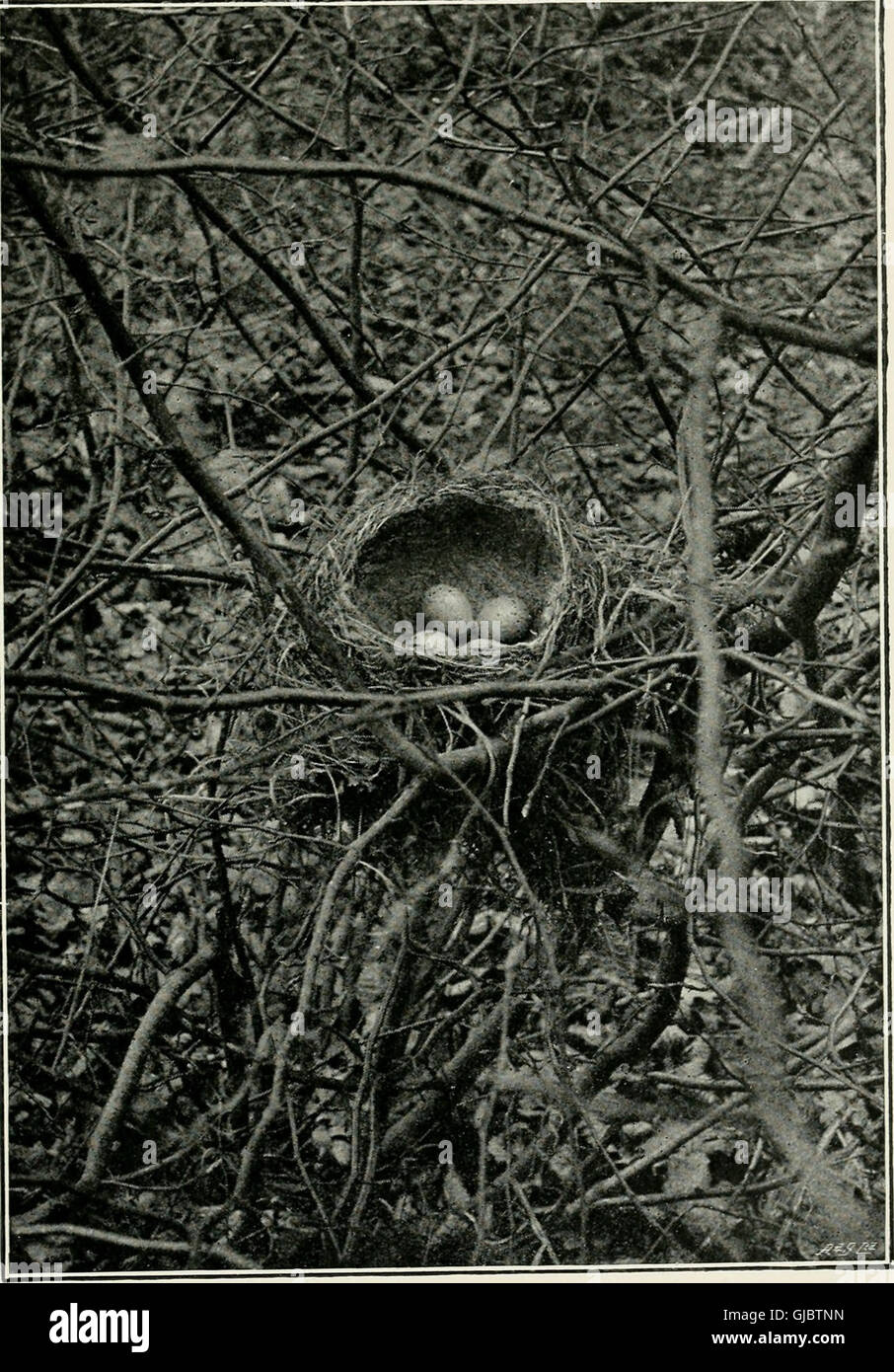 British birds' nests; how, where, and when to find and identify them