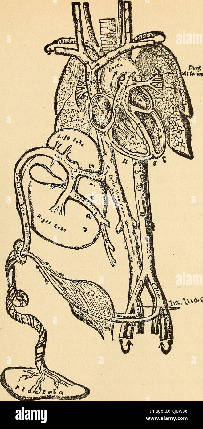 Feminology; a guide for womankind, giving in detail instructions as to