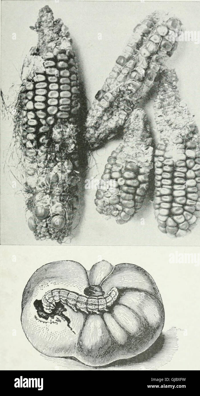 Economic entomology for the farmer and fruit-grower - and for use as a text-book in agricultural schools and colleges (1906) Stock Photo