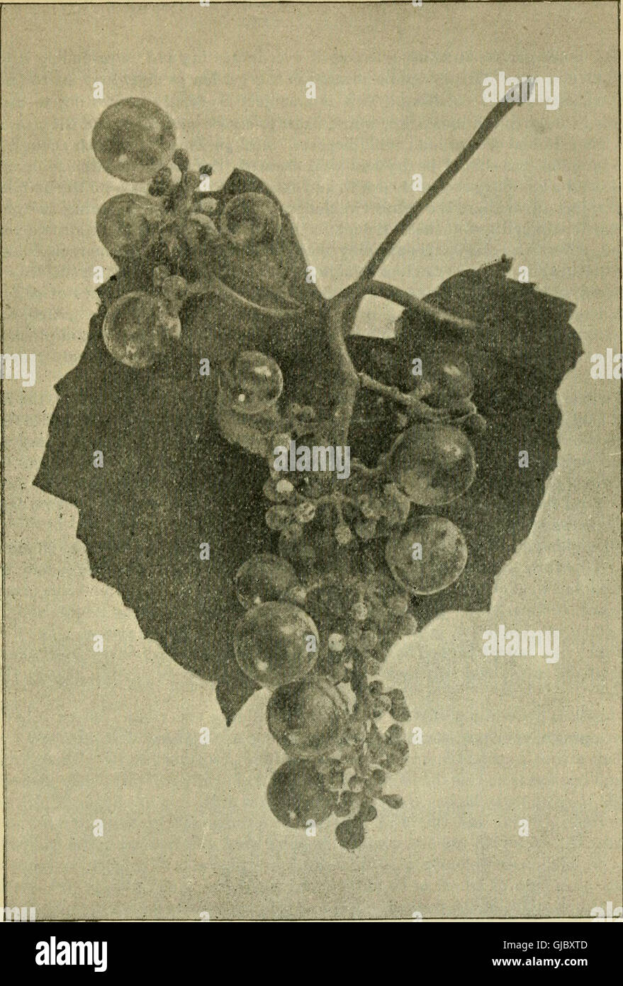 Our native grape. Grapes and their culture. Also descriptive list of