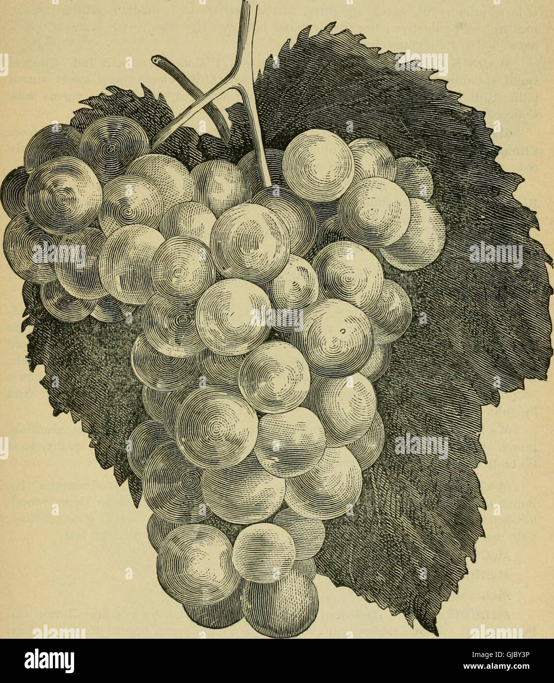 Our native grape. Grapes and their culture. Also descriptive list of