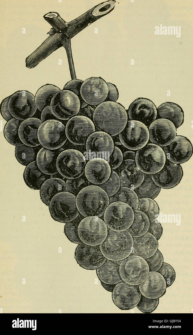 Our native grape. Grapes and their culture. Also descriptive list of