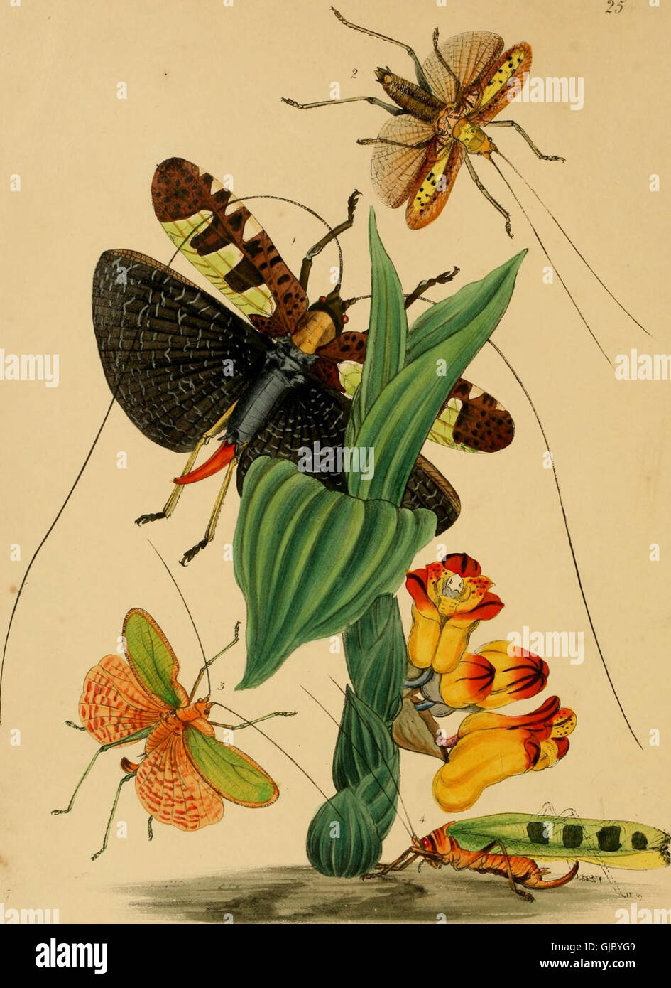 This work showcases a collection of rare and beautiful insect species ...