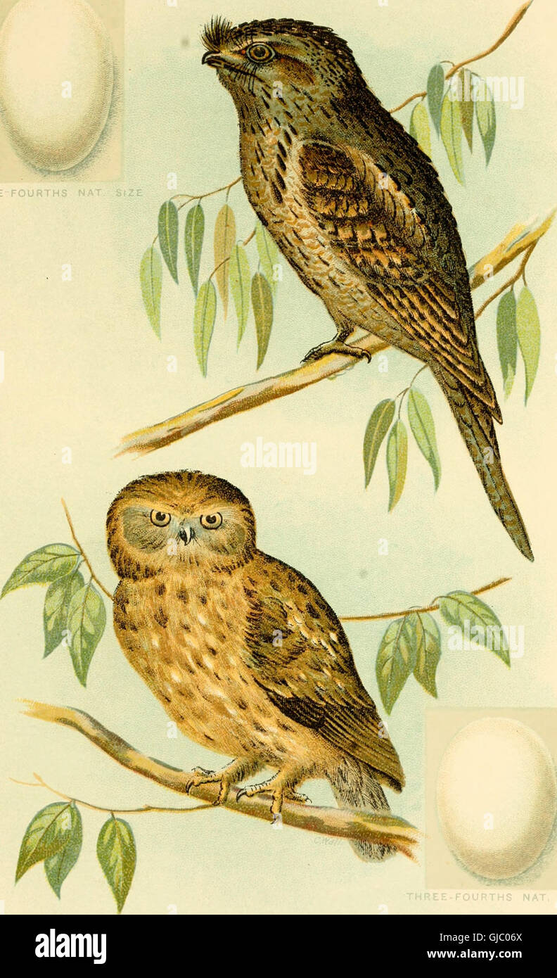 This publication provides a detailed overview of the native bird ...