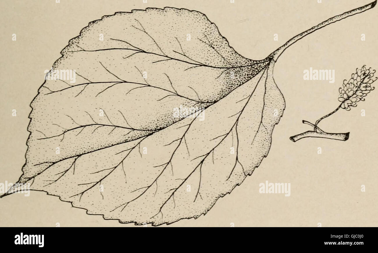 'Trees of Texas' (1915) provides an illustrated guide to the native and ...