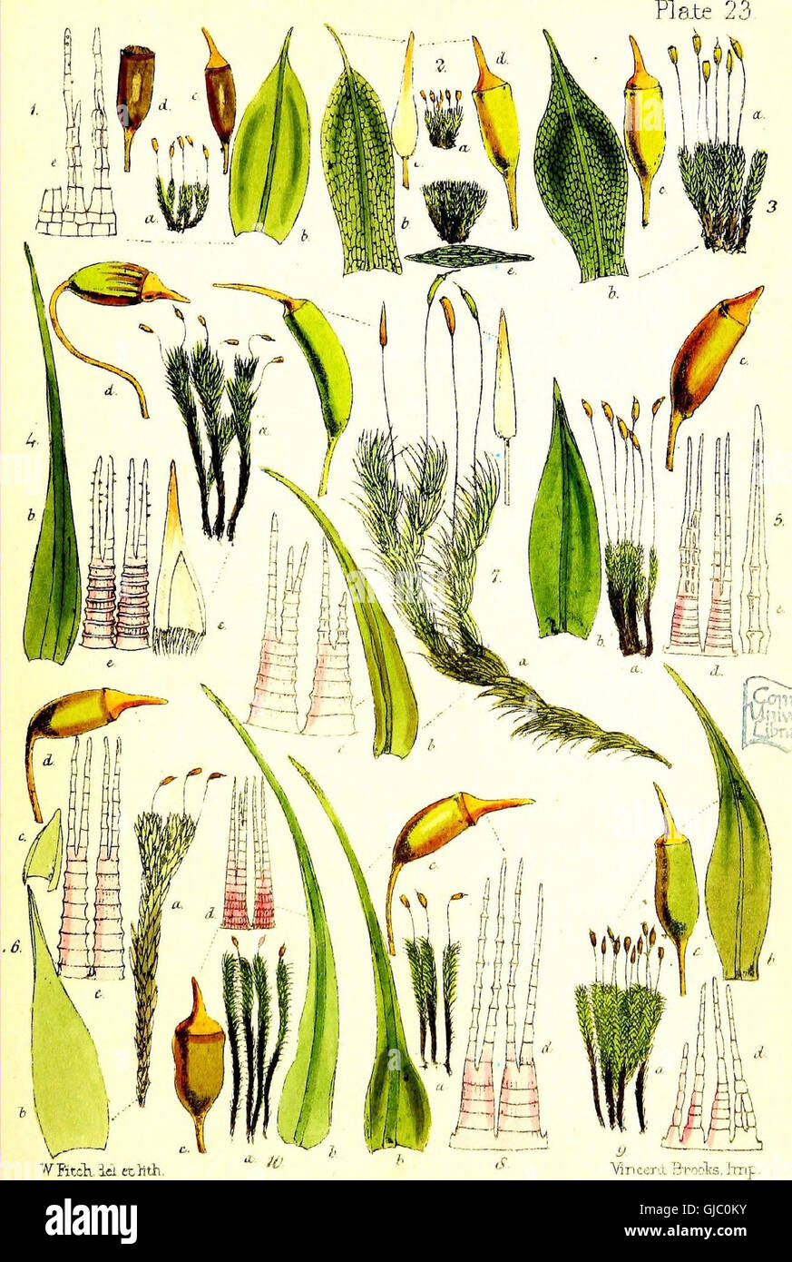 This 1863 handbook provides a comprehensive guide to the moss species ...