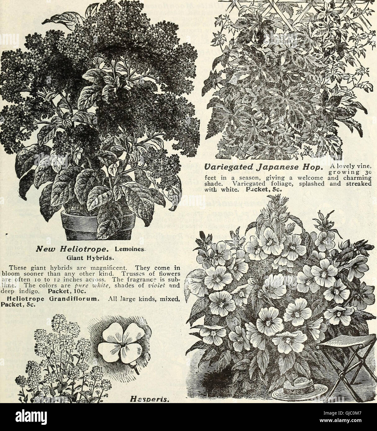 'Flowers and Vegetables for 1920 Springtime' (1920) offers guidance on ...