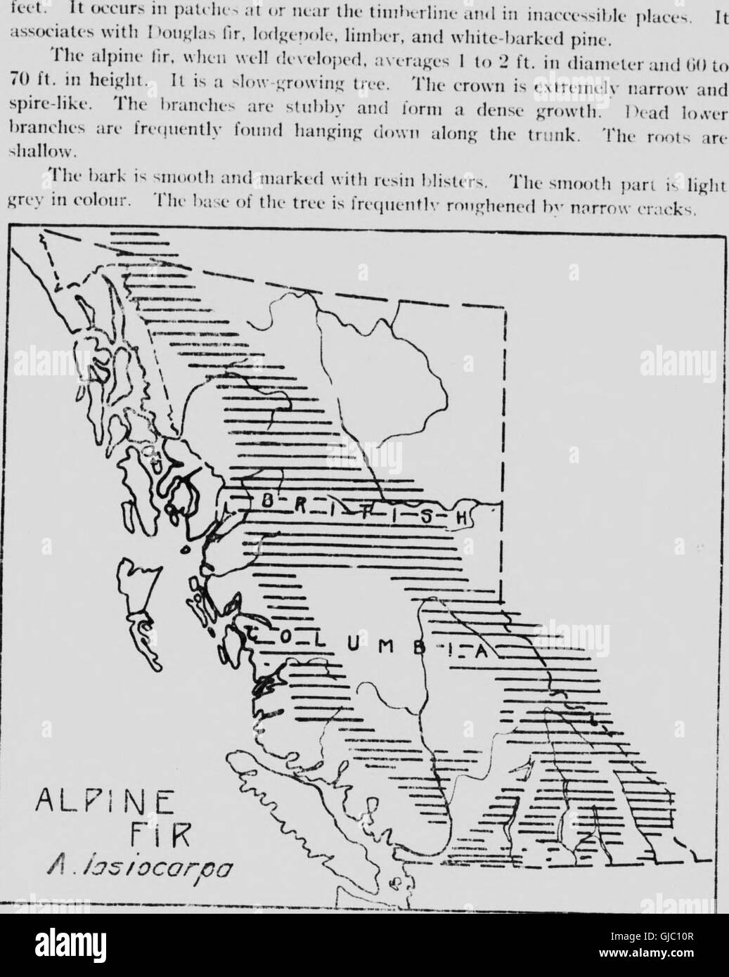 Native trees of Canada (microform) (1917 Stock Photo Alamy
