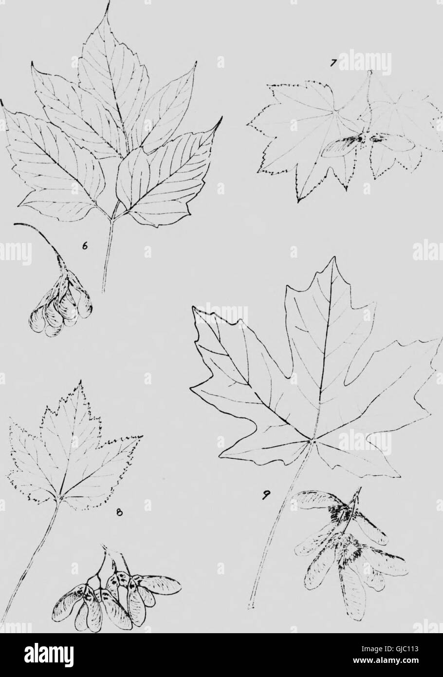 Native trees of Canada (microform) (1917 Stock Photo Alamy