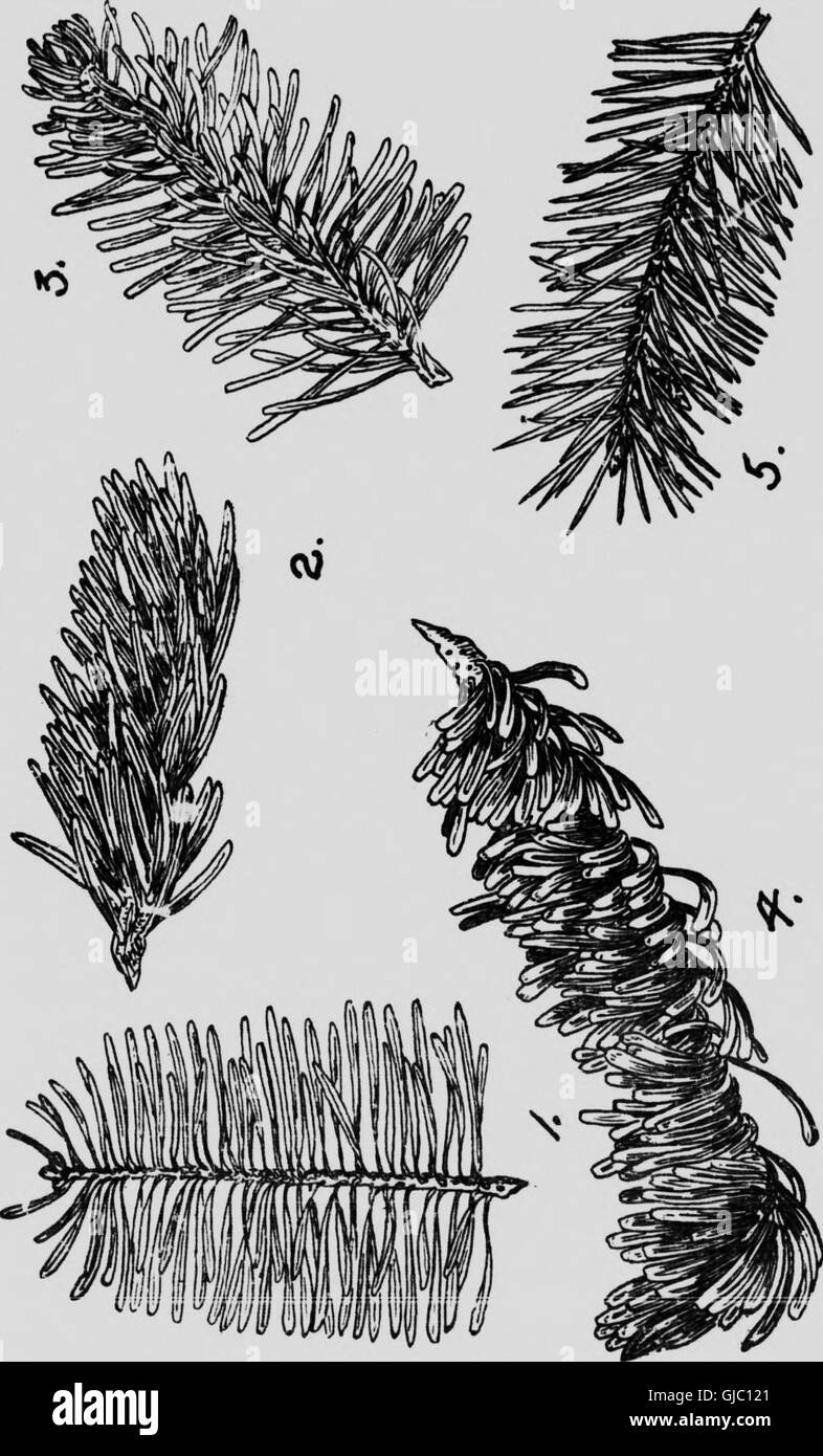 Native trees of Canada (microform) (1917 Stock Photo Alamy