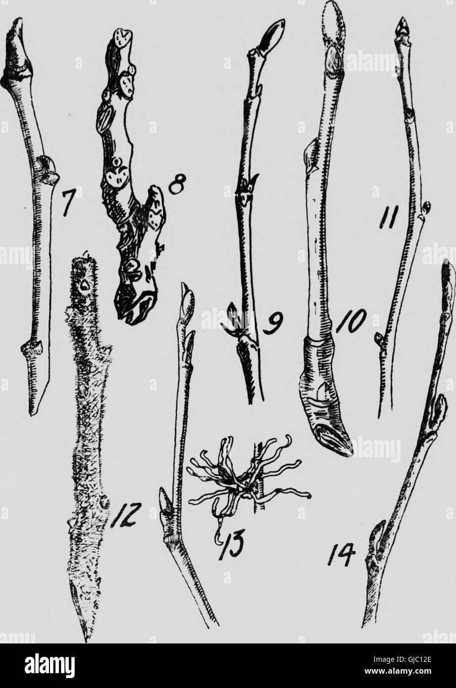 Native trees of Canada (microform) (1917 Stock Photo Alamy