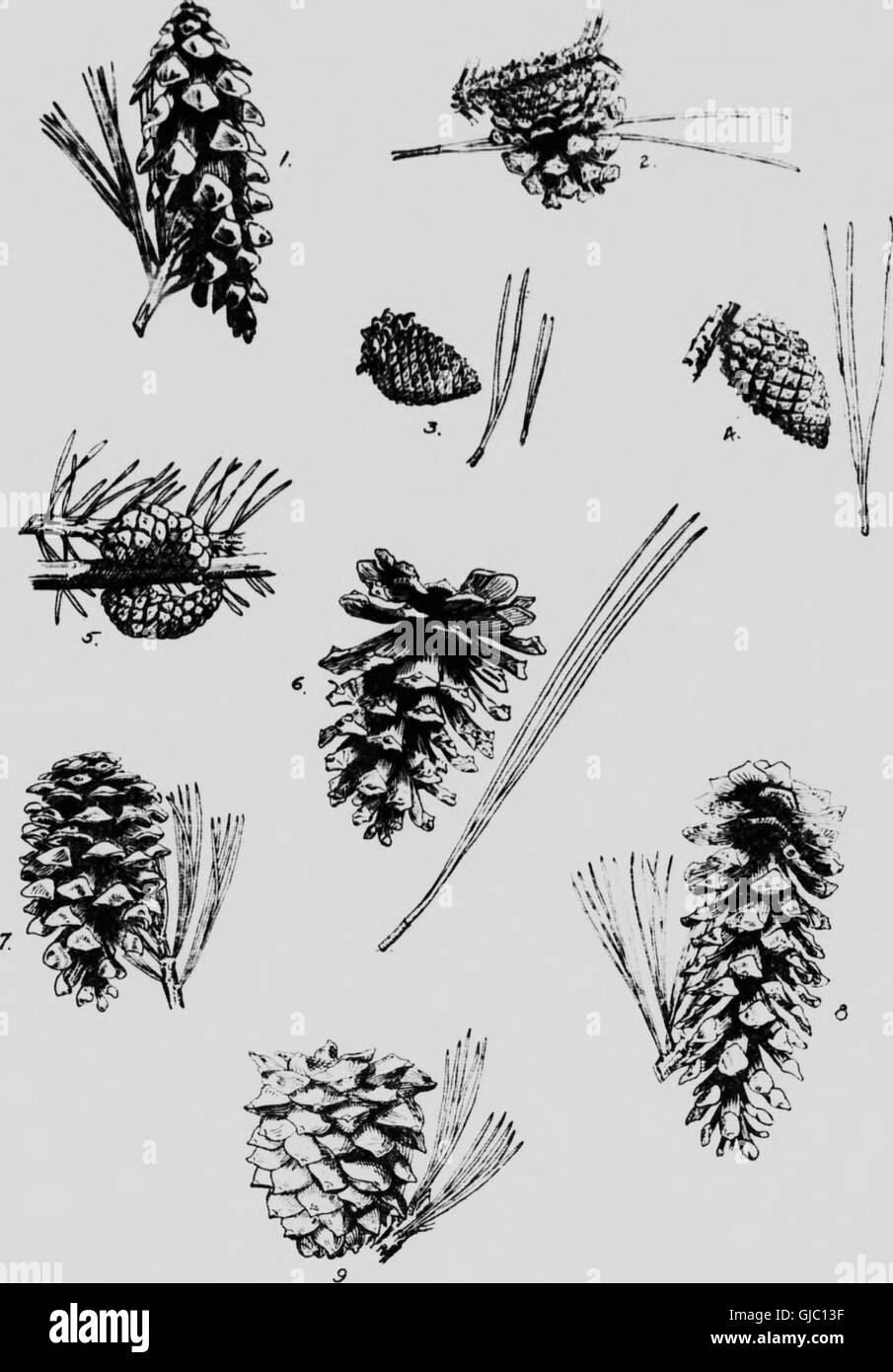 Native trees of Canada (microform) (1917 Stock Photo Alamy