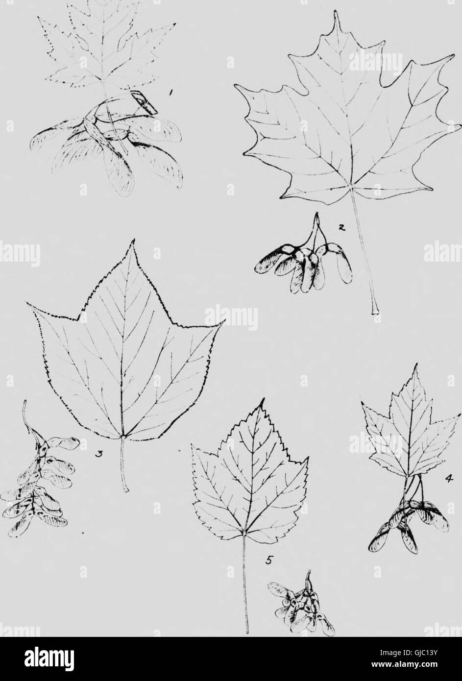Native trees of Canada (microform) (1917 Stock Photo Alamy