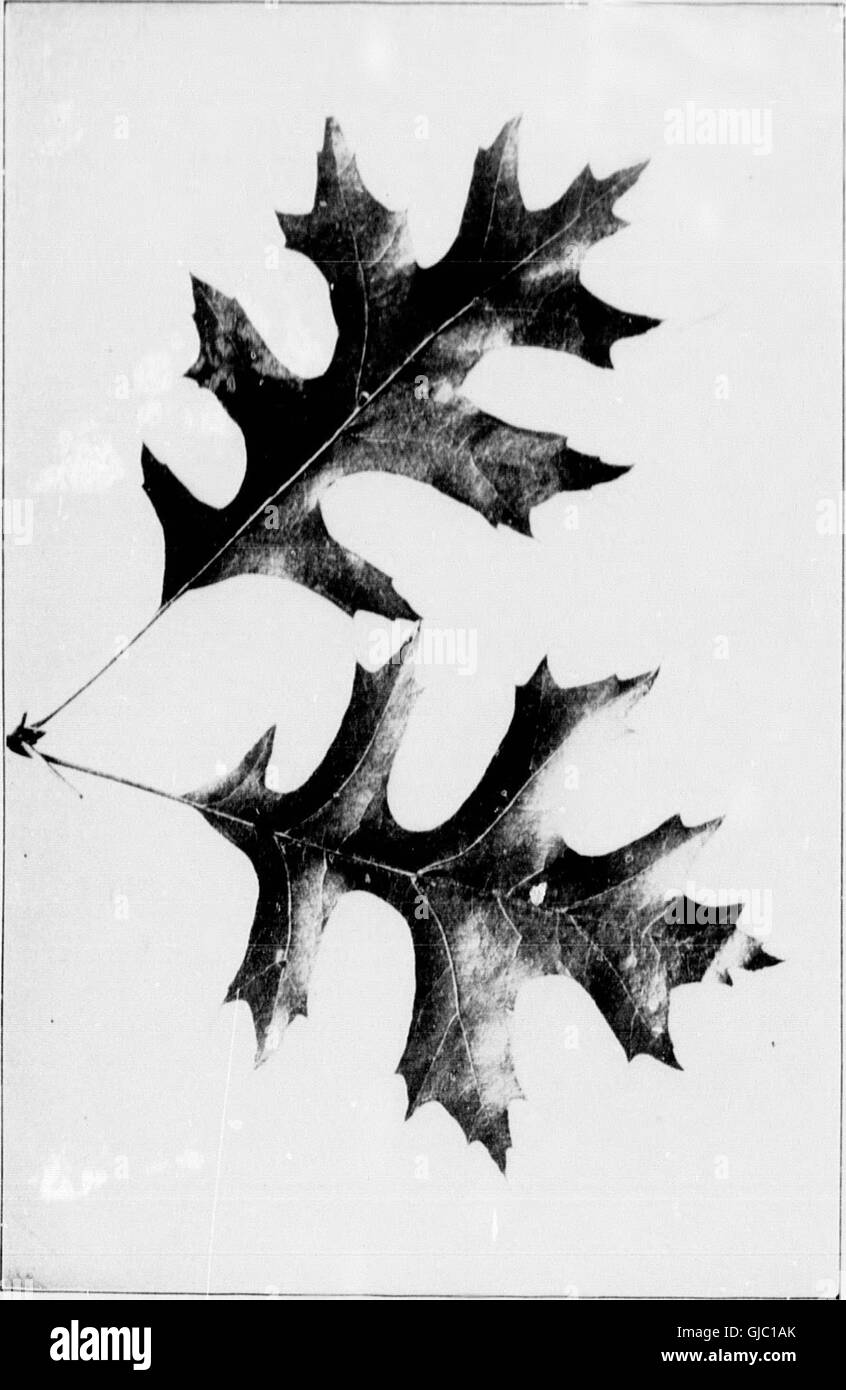 Micro Identification Tree This microform study explores native tree species, offering methods for ...