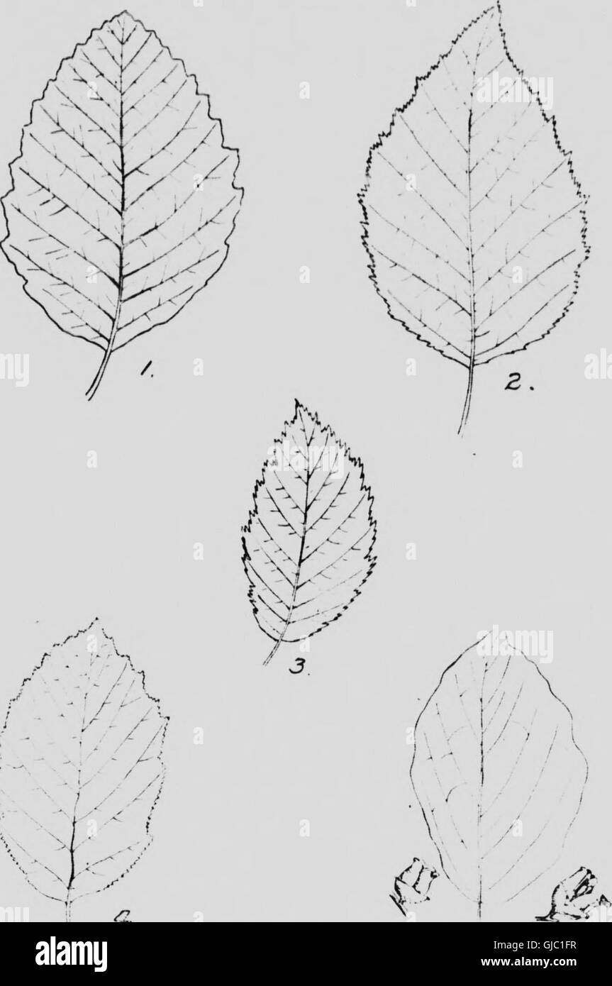 Native trees of Canada (microform) (1917 Stock Photo Alamy