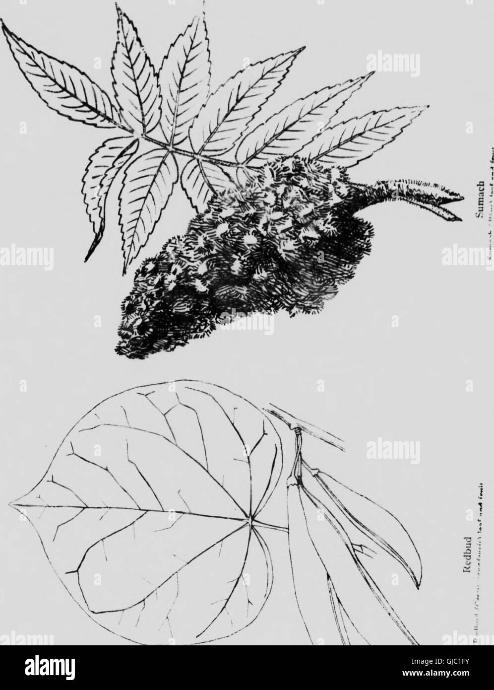 Native trees of Canada (microform) (1917 Stock Photo Alamy