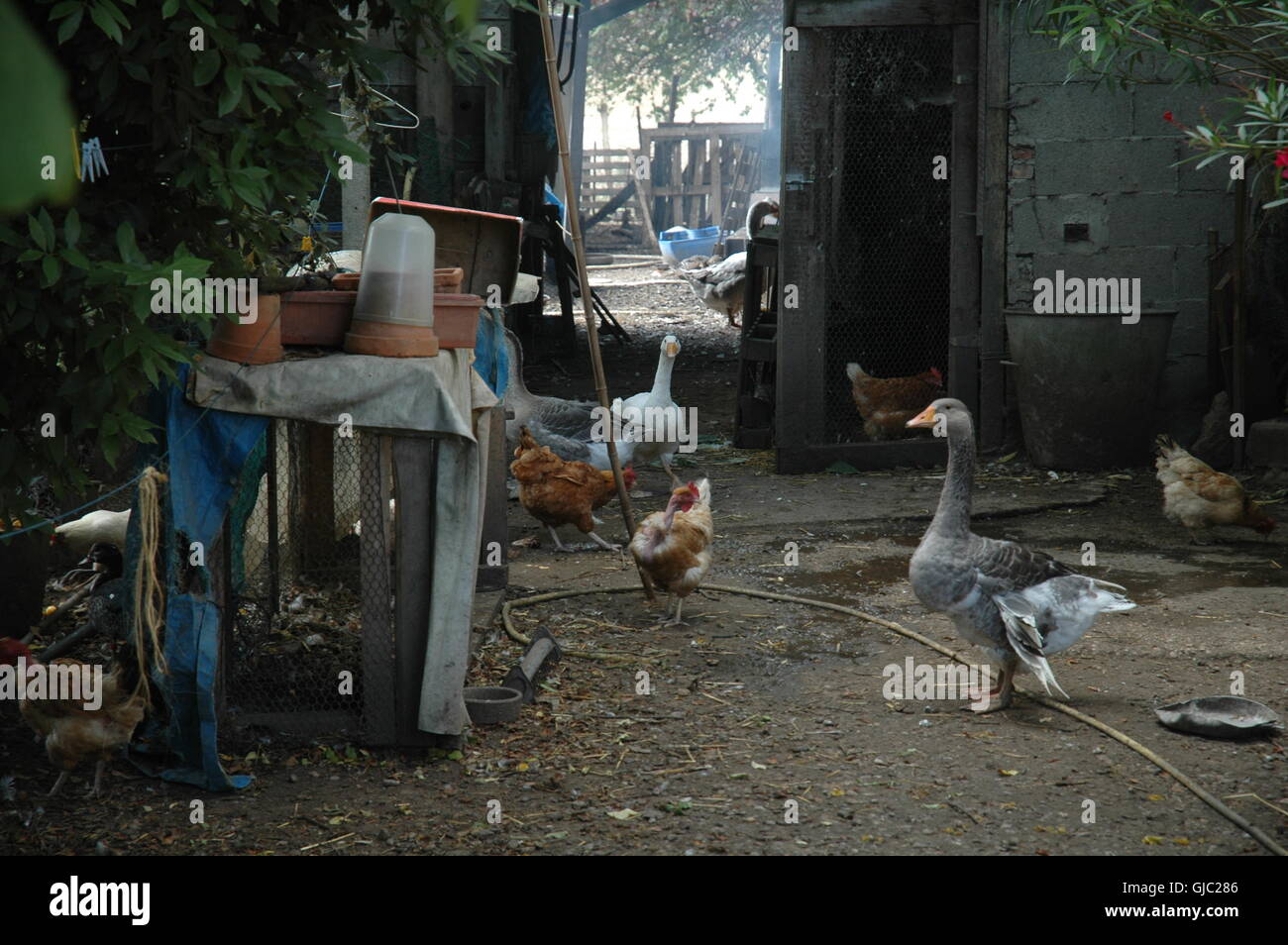 Geese, chickens and ducks in a rural farmyard Stock Photo Alamy
