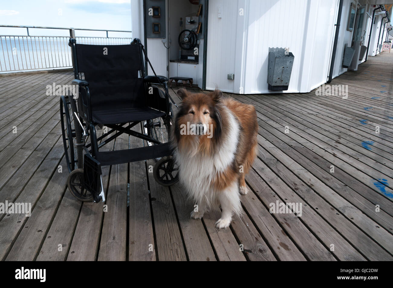 Rough collie dog waiting with wheelchair on seaside pier. Stock Photo