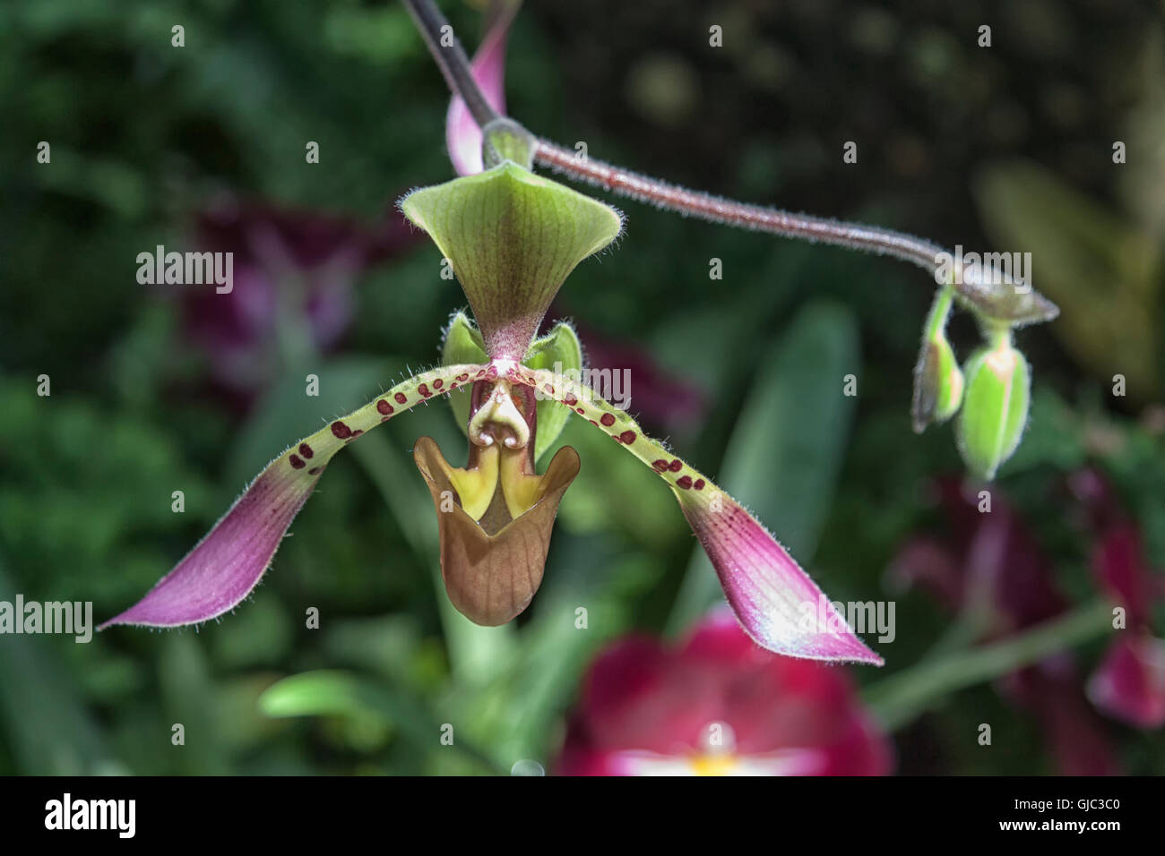 A closeup image of a pink Slipper Orchid (Paphiopedilum) flower. Stock Photo