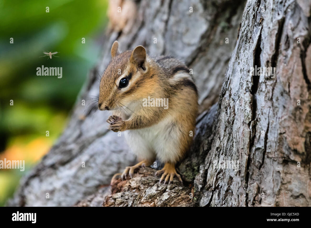 Chipmunk in a tree hi-res stock photography and images - Alamy