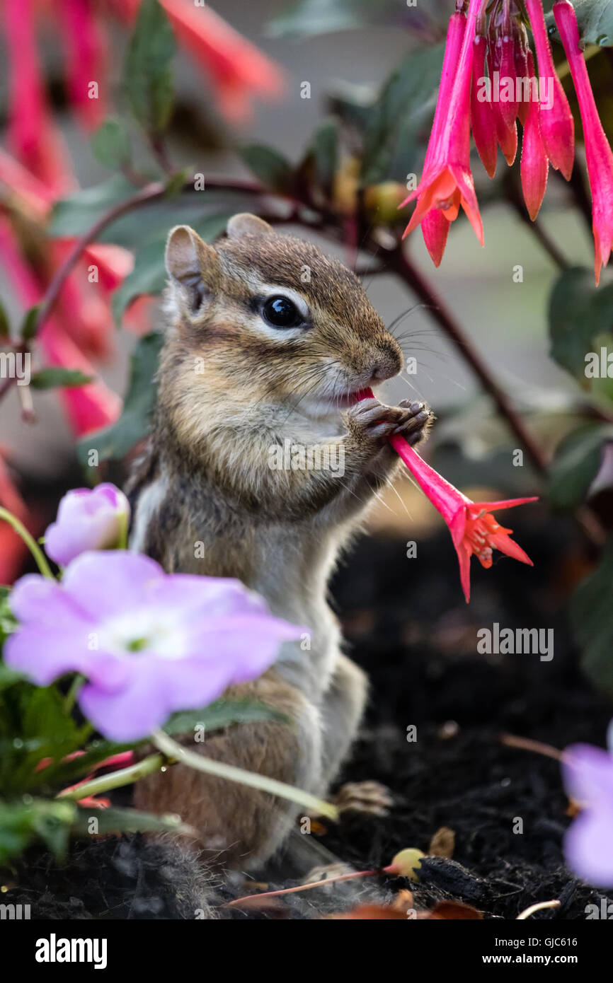 Eastern Chipmunk (Tamias striatus) eating a flower. Stock Photo