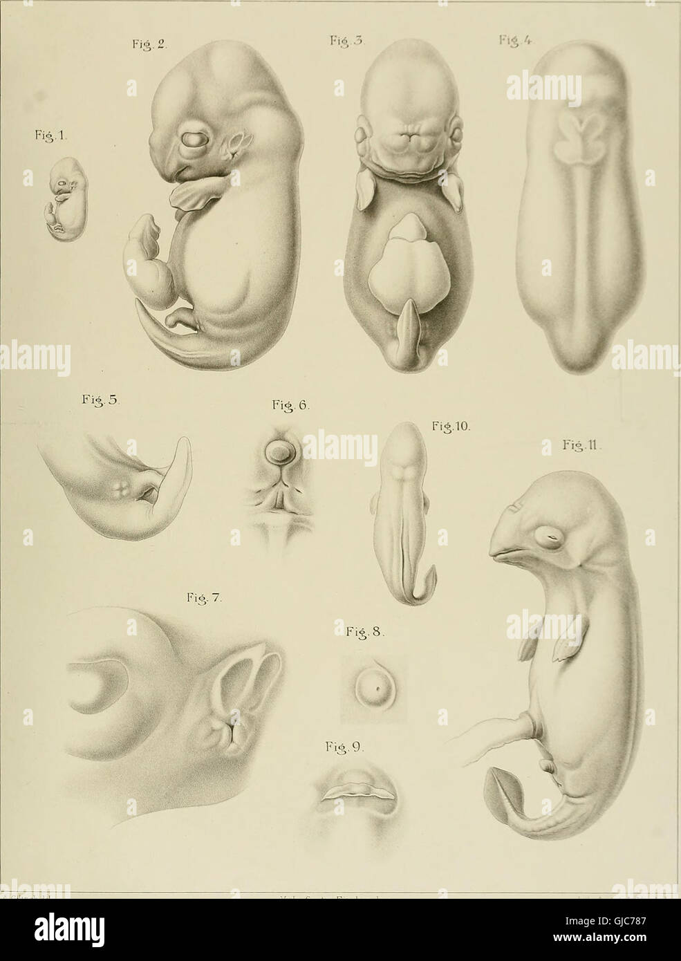 Denkschriften der Medicinisch-Naturwissenschaftlichen Gesellschaft zu Jena (1889) Stock Photo