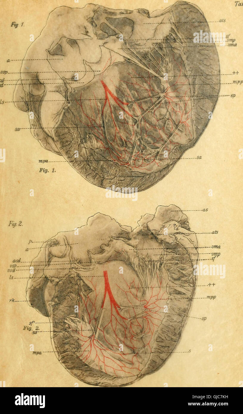 A 1906 anatomical and histological study on the conduction system of the mammalian heart, focusing on the atrioventricular bundle and Purkinje fibers. Stock Photo