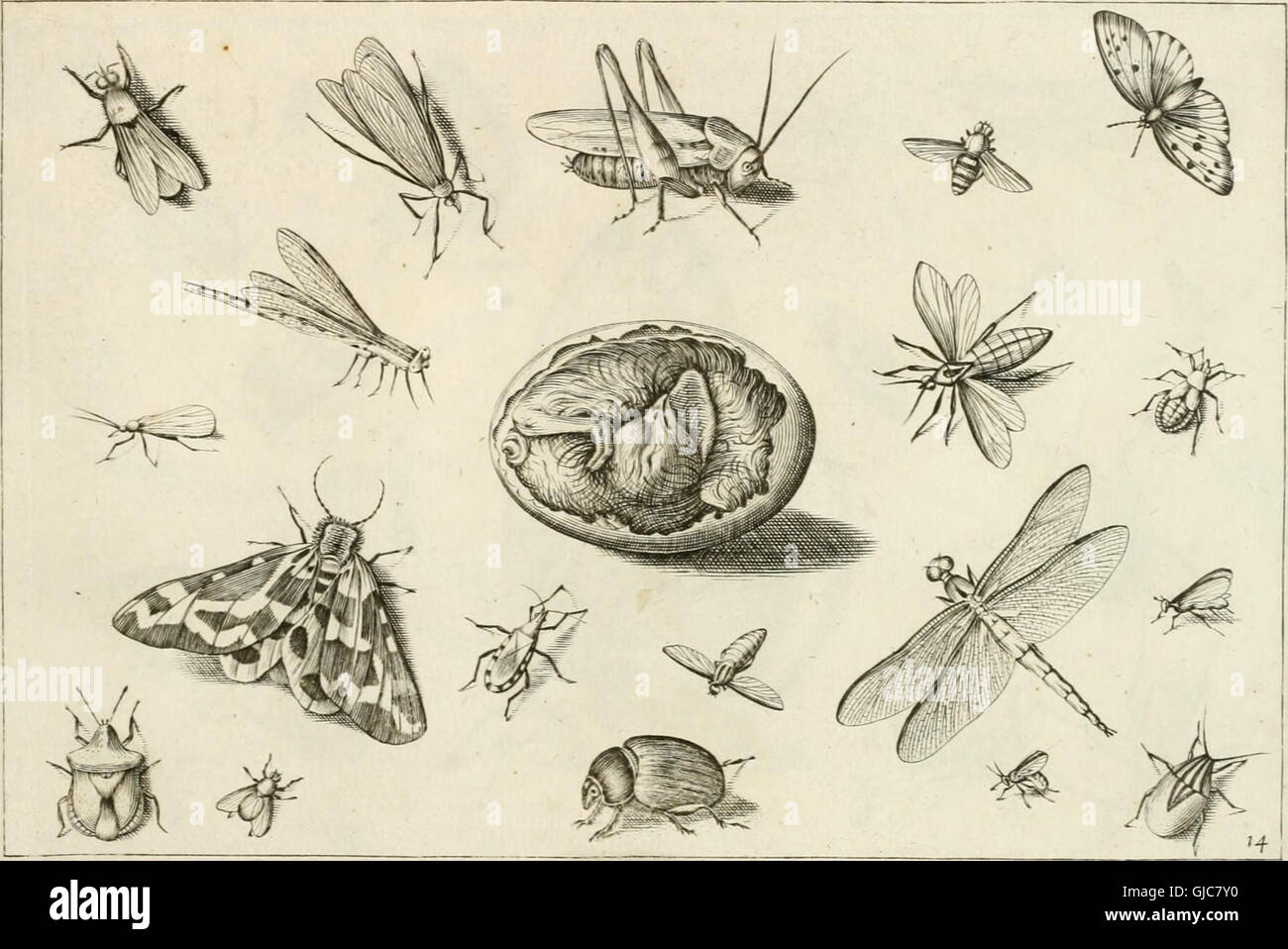 This 1630 work features highly detailed and accurate depictions of ...