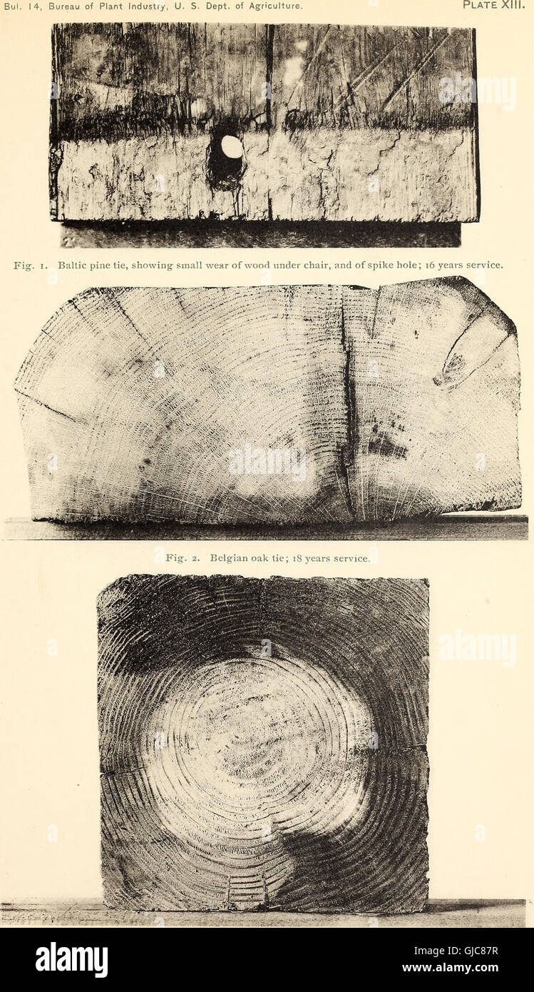 Timber Decay Examples 'The Decay of Timber and Methods of Preventing It' (1902) provides a ...