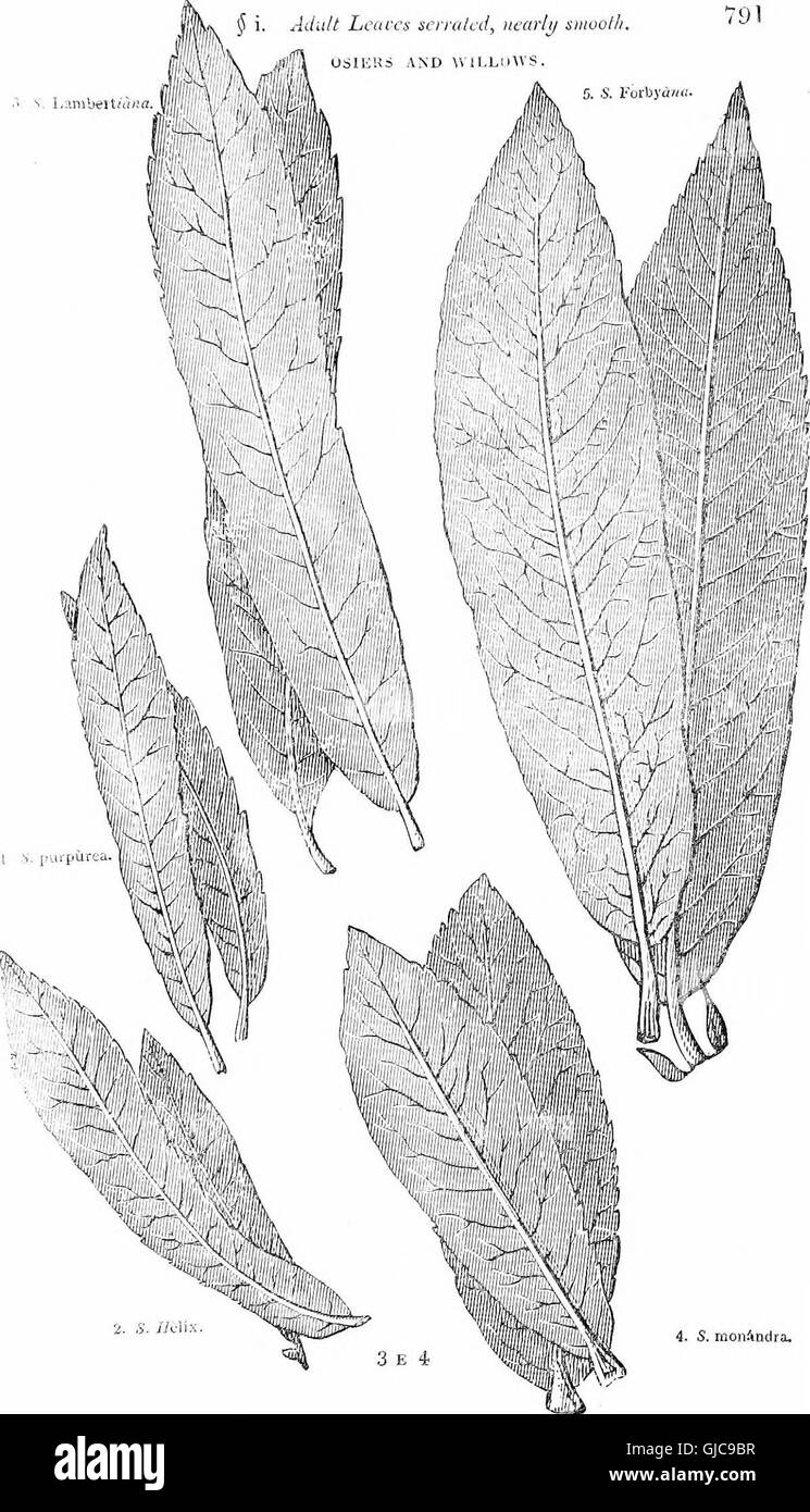 Trees and shrubs - an abridgment of the Arboretum et fruticetum britannicum - containing the hardy trees and schrubs of Britain, native and foreign, scientifically and popularly described - with their Stock Photo