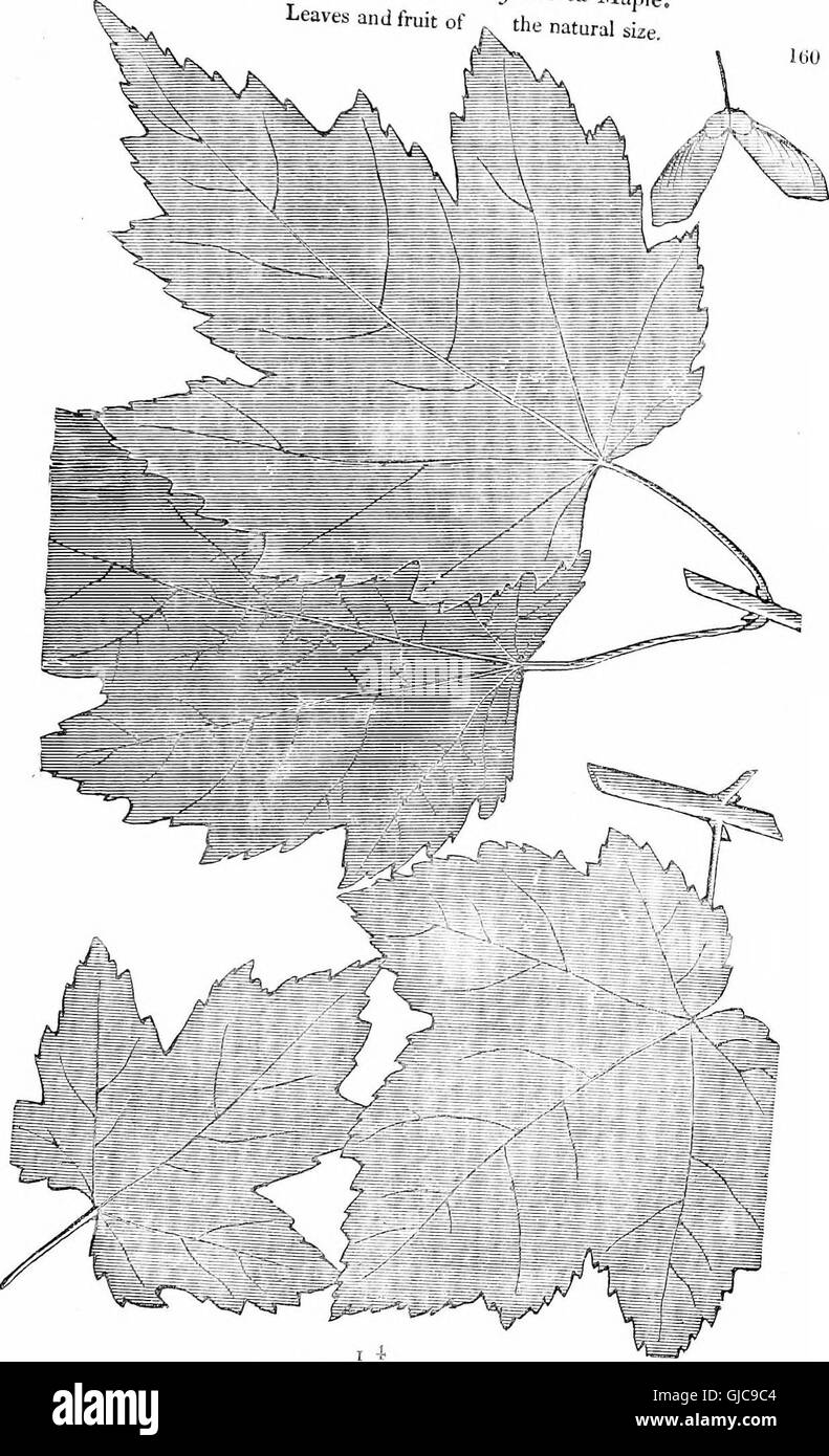 Trees and shrubs - an abridgment of the Arboretum et fruticetum britannicum - containing the hardy trees and schrubs of Britain, native and foreign, scientifically and popularly described - with their Stock Photo
