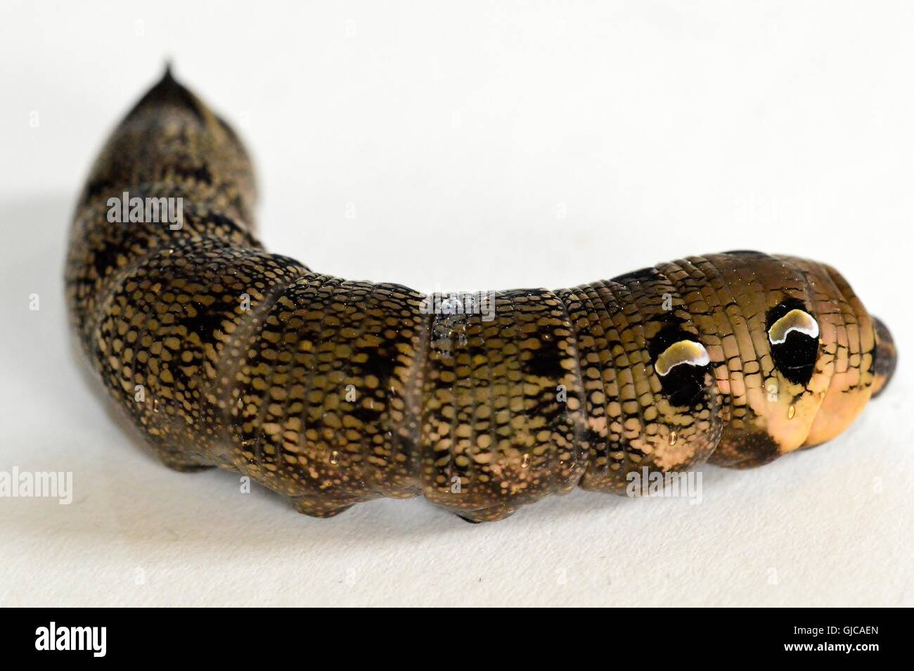 Deilephila Elpenor Elephant Hawk Moth Caterpillar Stock Photo Alamy