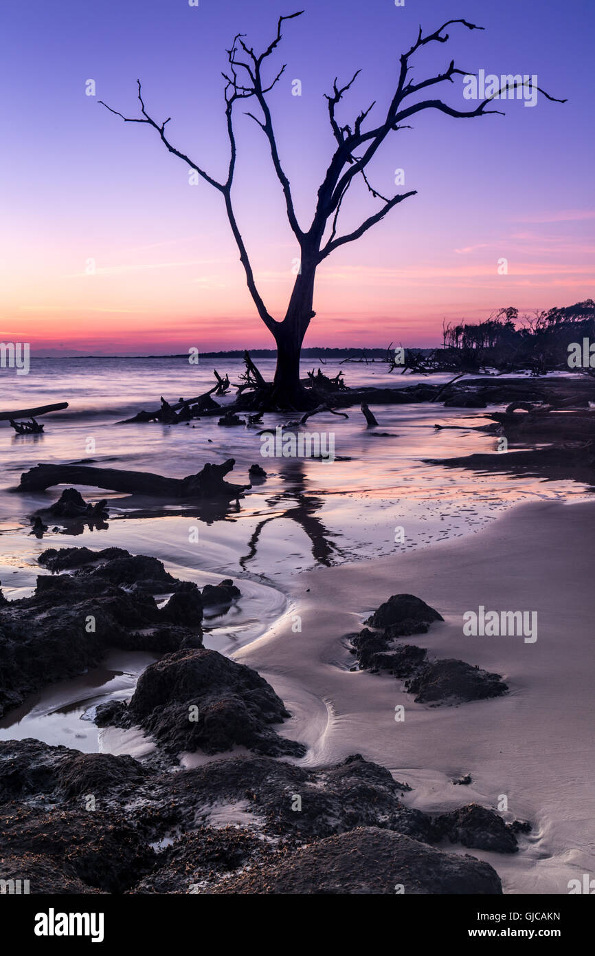 Driftwood and dead trees on Blackrock Beach (Boneyard Beach), Big Talbot Island, Florida Stock Photo
