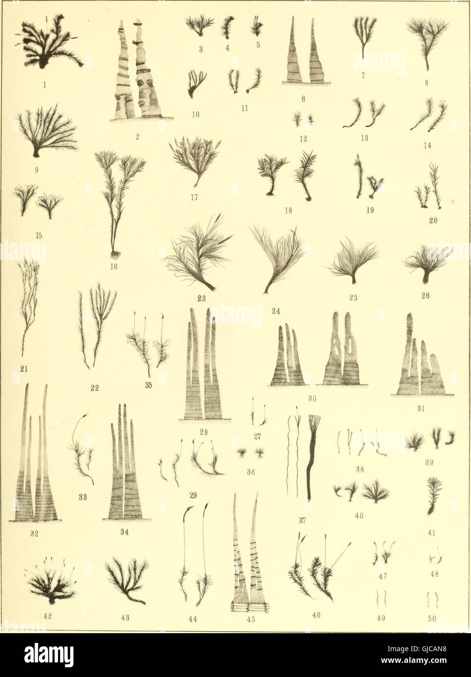 The 1895 publication of the Swedish Academy of Sciences' proceedings ...