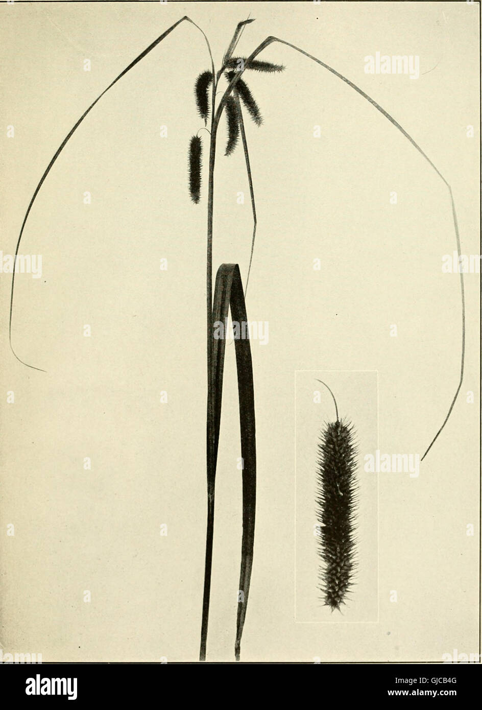 This 1912 guide offers detailed illustrations and descriptions of ...