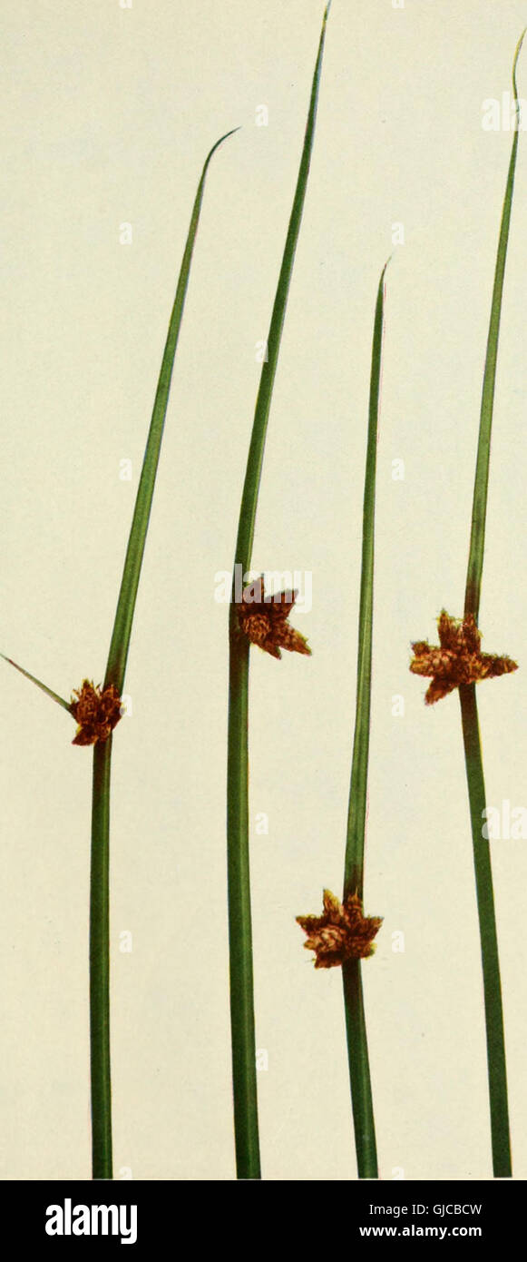 Grasses Reeds And Rushes Identification This 1912 illustrated guide provides an overview of common grasses ...