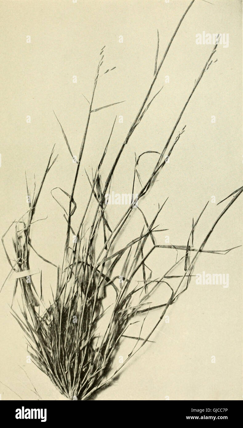 This 1912 illustrated guide provides detailed descriptions of common ...