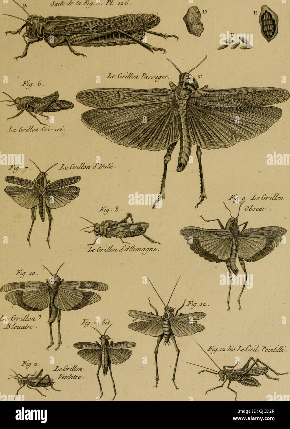 Encyclopédie méthodique - Histoire naturelle (1789) Stock Photo