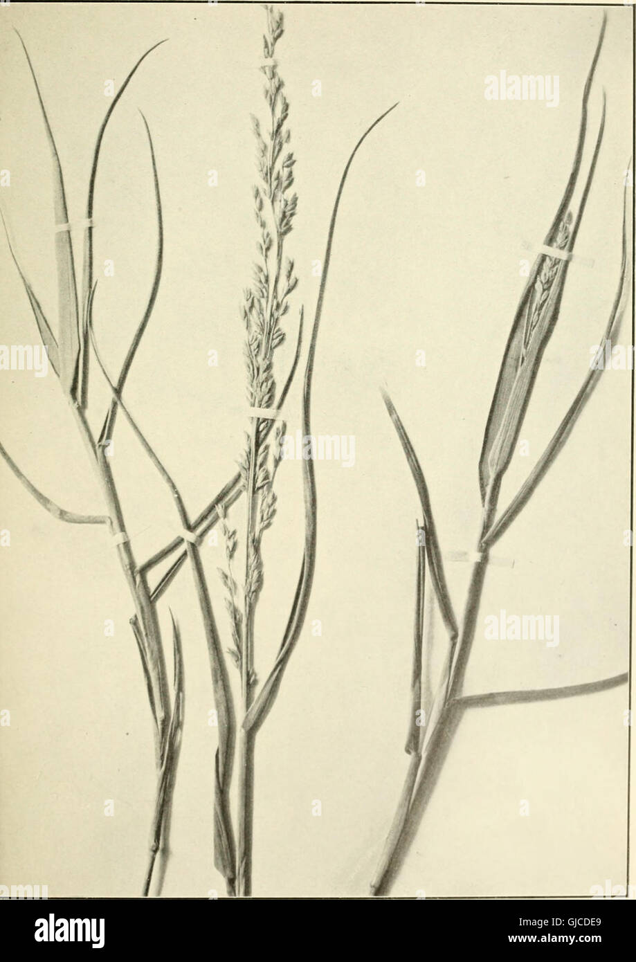 Grasses Reeds And Rushes Identification This illustrated guide provides detailed descriptions of common grasses ...