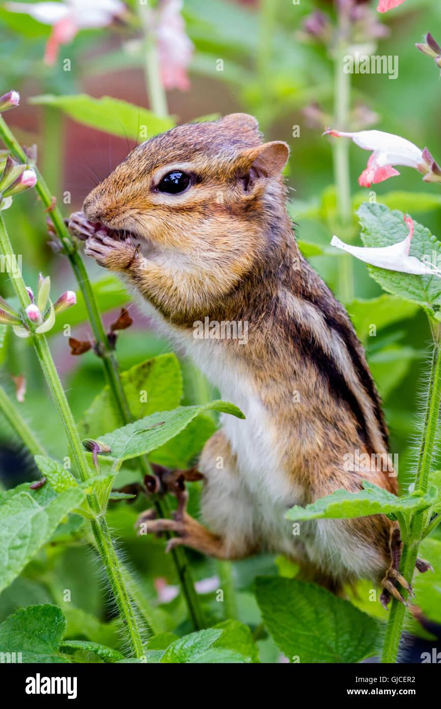 Eastern Chipmunk (Tamias striatus) eating seeds. Stock Photo