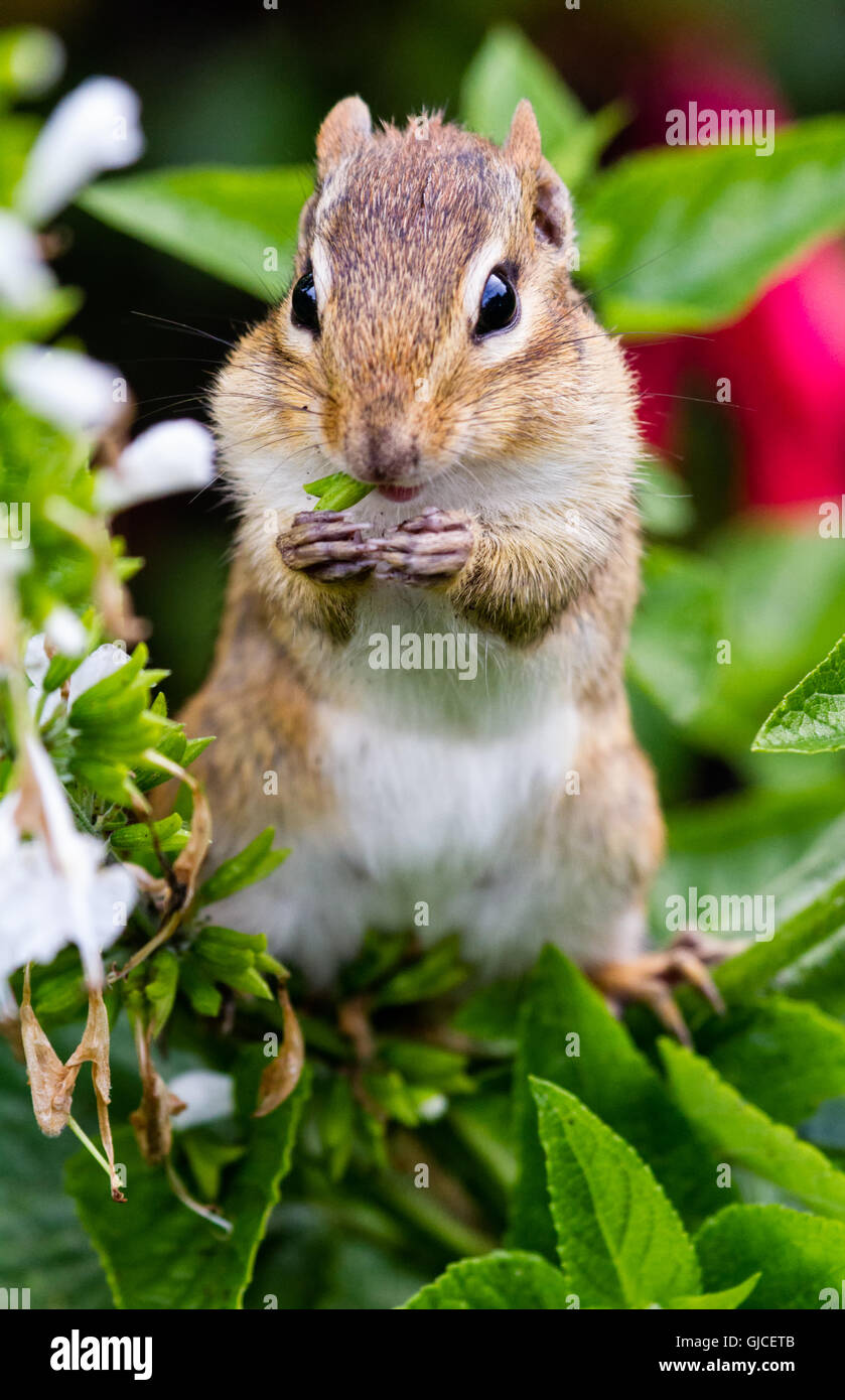Eastern Chipmunk (Tamias striatus) eating seeds. Stock Photo