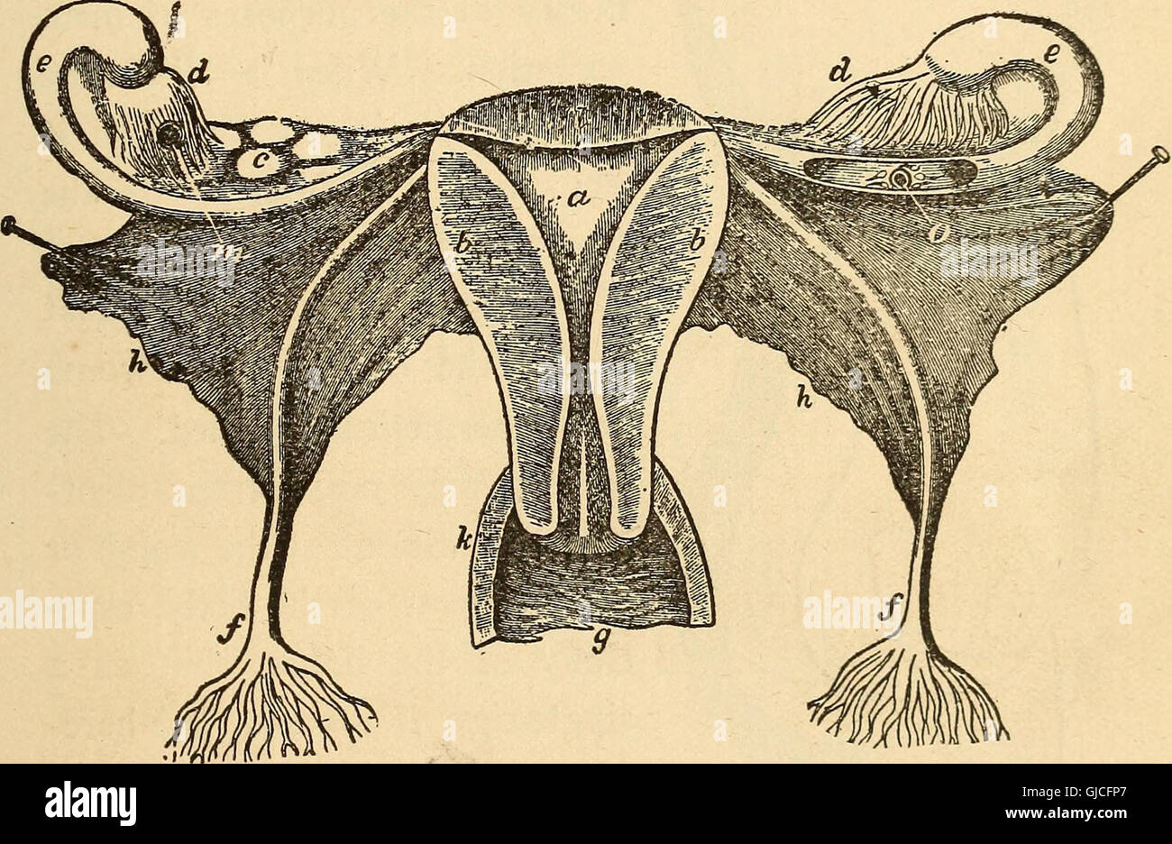 Feminology; a guide for womankind, giving in detail instructions as to