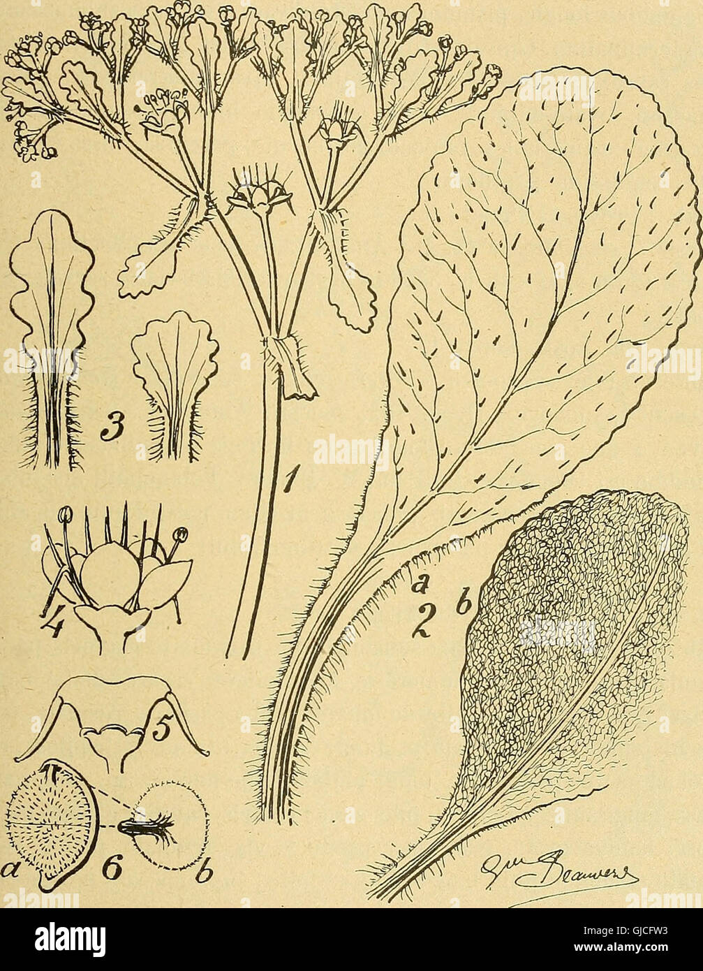 Bulletin de la Société botanique de GenC3A8ve (1913 Stock Photo Alamy