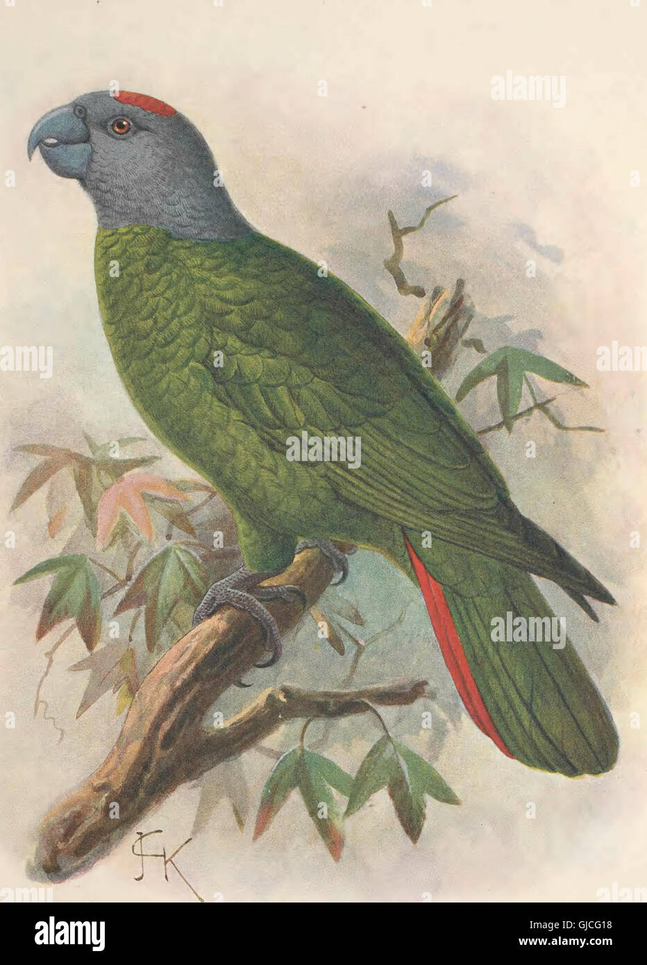 Extinct birds - an attempt to unite in one volume a short account of those birds which have become extinct in historical times - that is, within the last six or seven hundred years - to which are Stock Photo