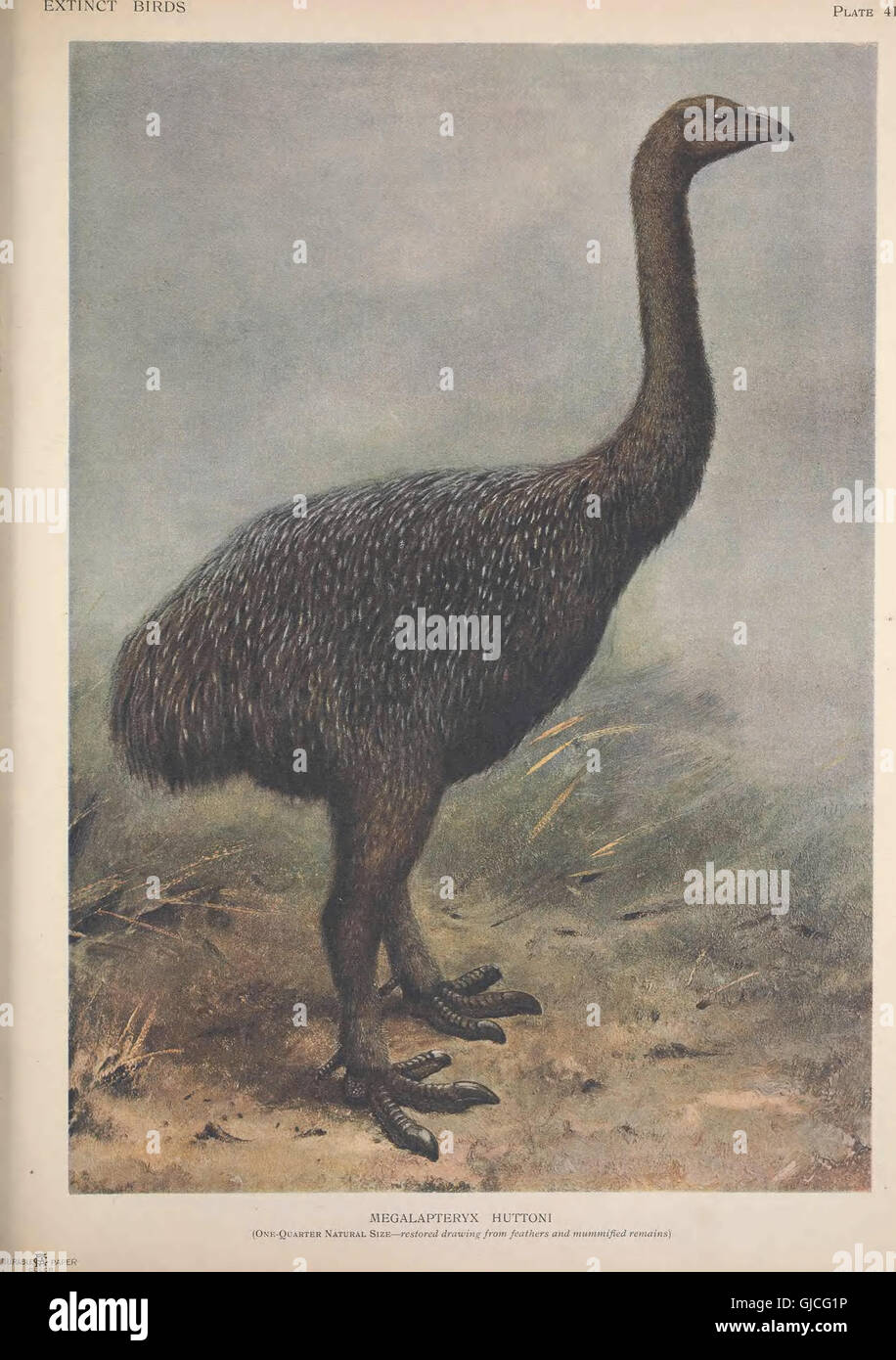 Extinct Ebird This work compiles accounts of bird species that have become extinct ...