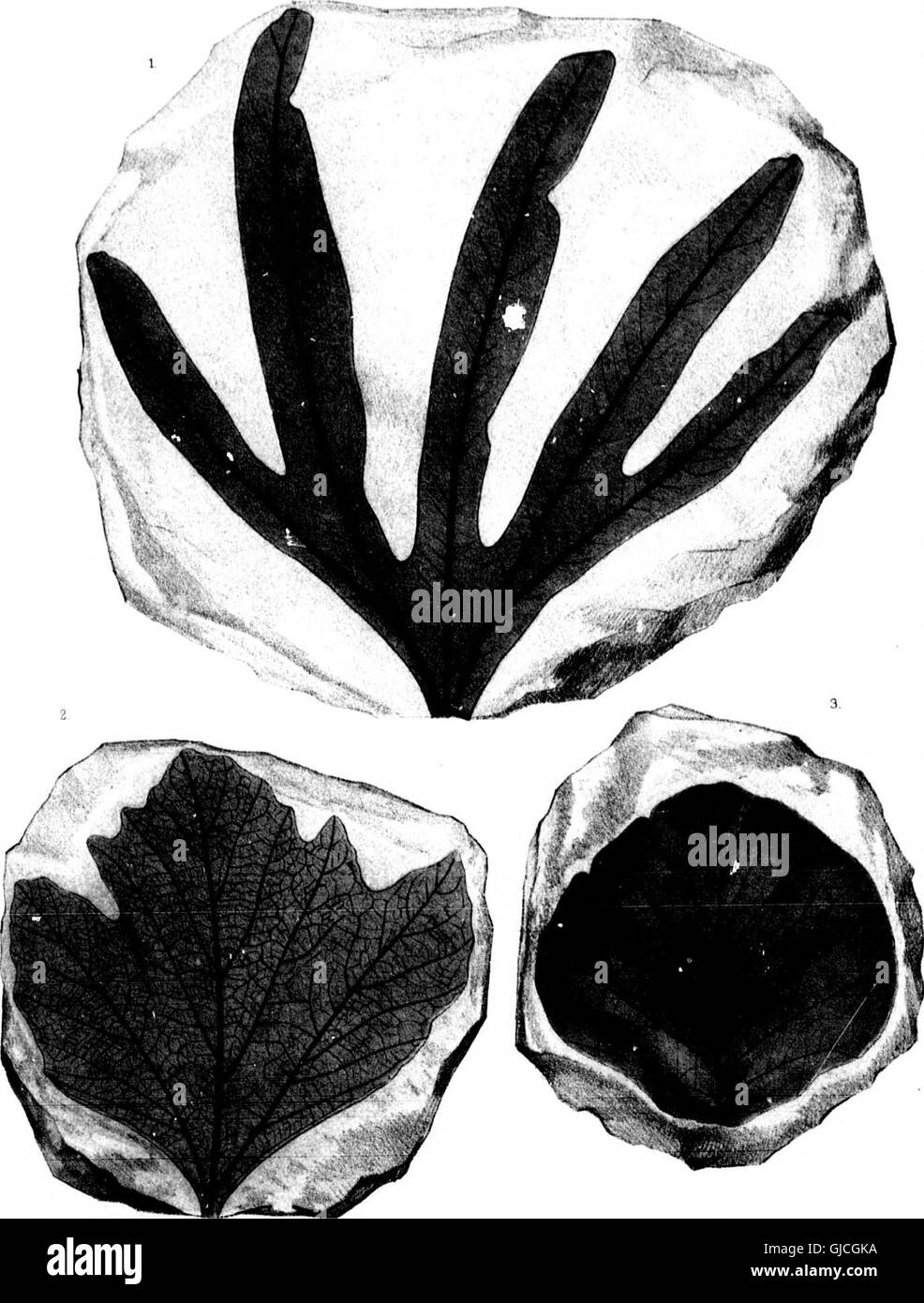 This 1898 work presents research on the later extinct plant species of ...