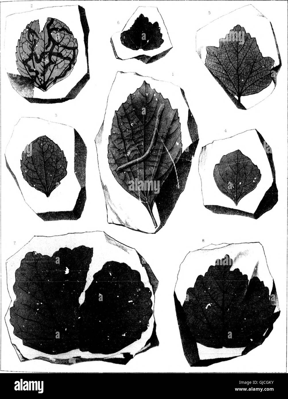 Extinct Plants. Examples A 1898 study on the extinct plant species of North America, examining ...