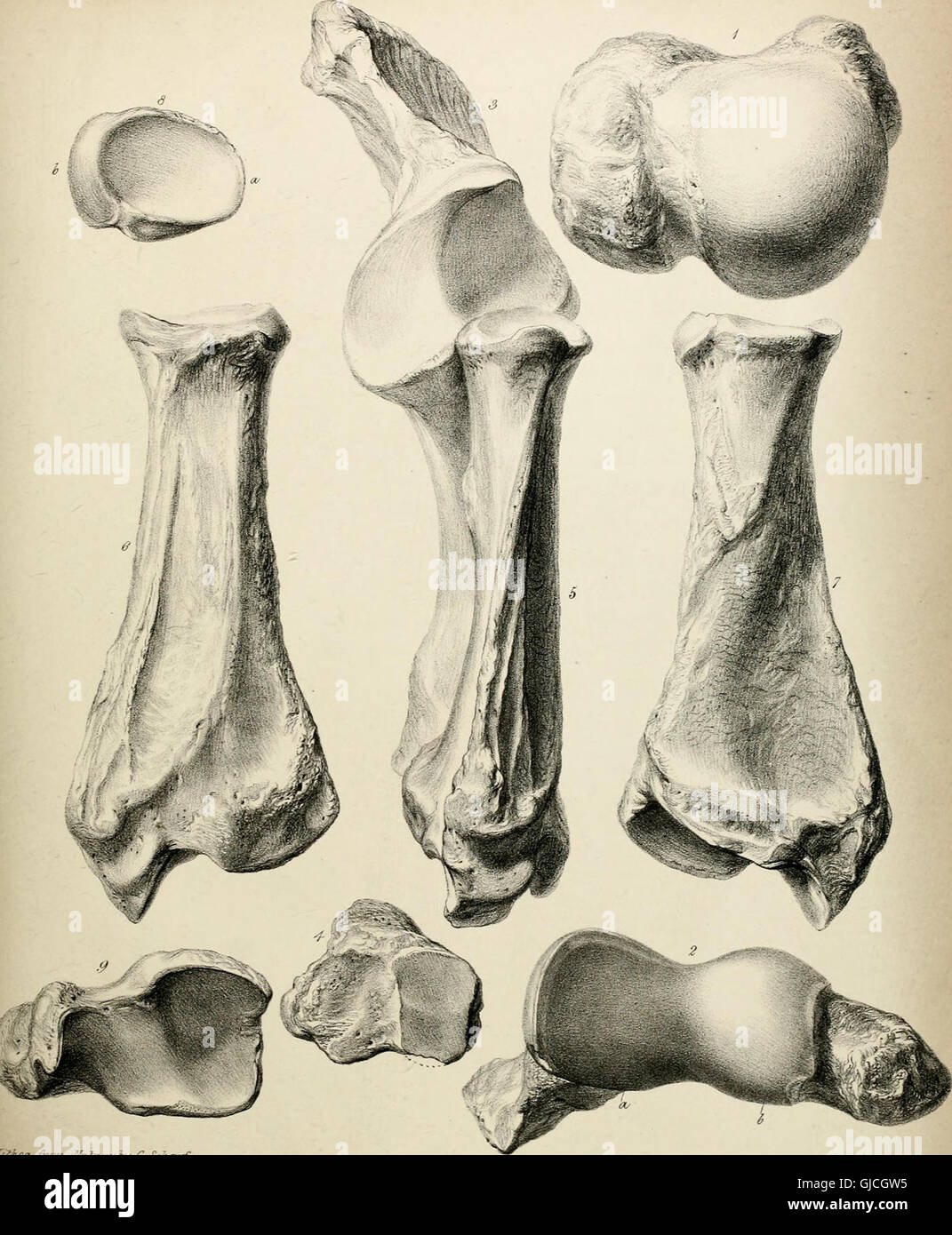 Description of the skeleton of an extinct gigantic Sloth, Mylodon robustus, Owen, with observations on Megatherioid quadrupeds in general (1842) Stock Photo