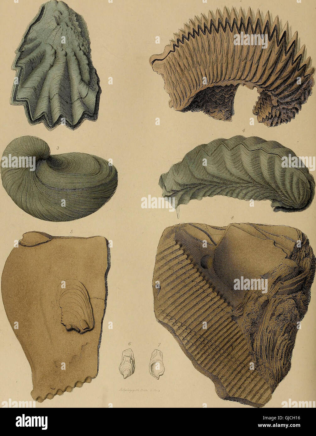 A pictorial atlas of fossil remains, consisting of coloured